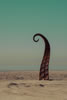 The-Tentacle-by-Royce-Carlson